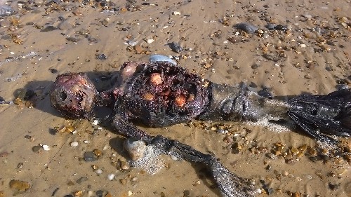 gorgona_1.jpg