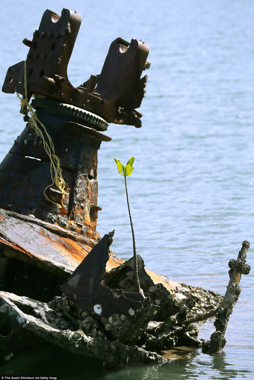 3B120C3C00000578-4003520-image-a-9 1481021294754