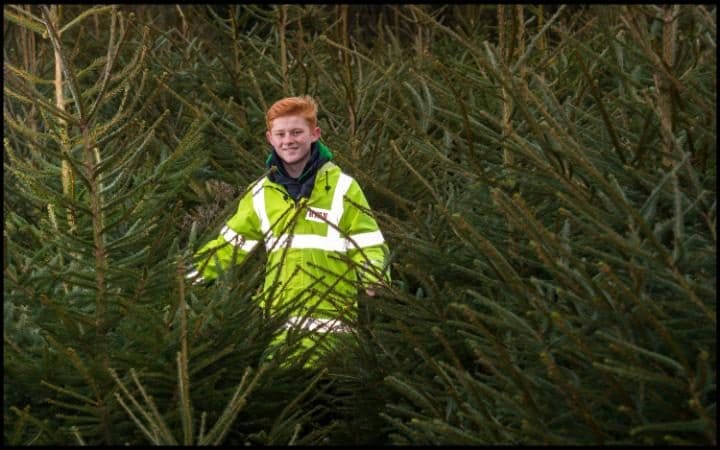 JS115252553 somerset-trees-NEWS-large transBDvQMhznObBNXD jLcIFB 10lxr3z29rmW271ytTCYo
