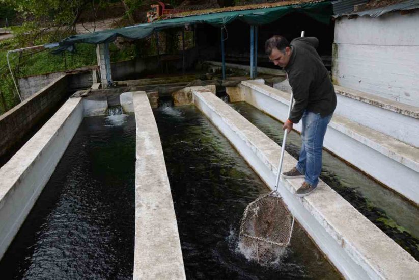 gfish-gerontidis-pestrofa-kastori-lakonia-DSC 5127-823x549