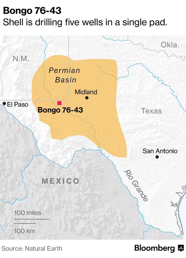 bongo