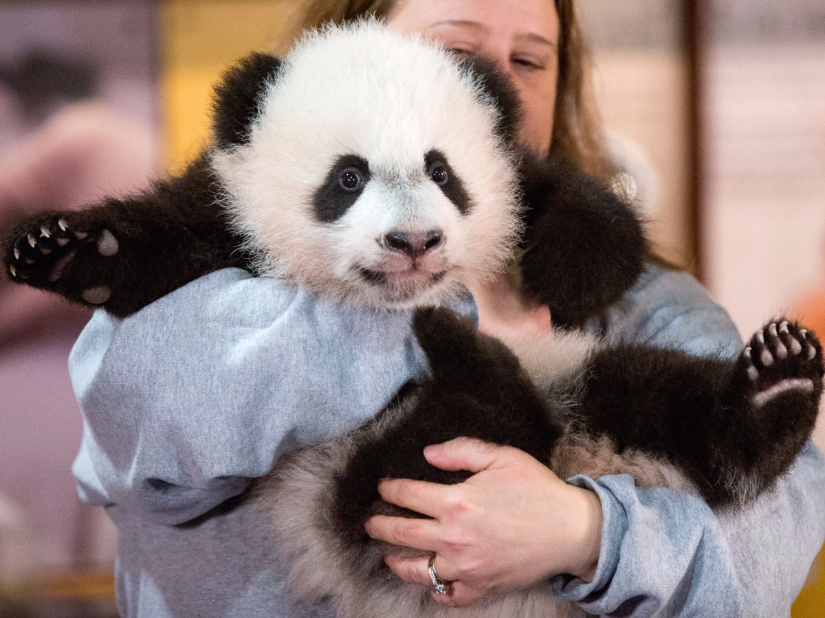ntantan_panda.jpg
