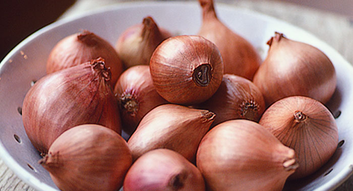 shallot