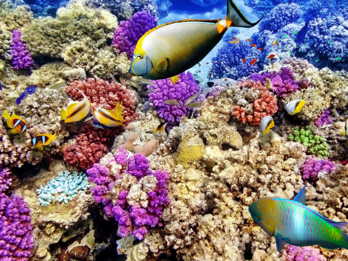 barrier_reef.jpg