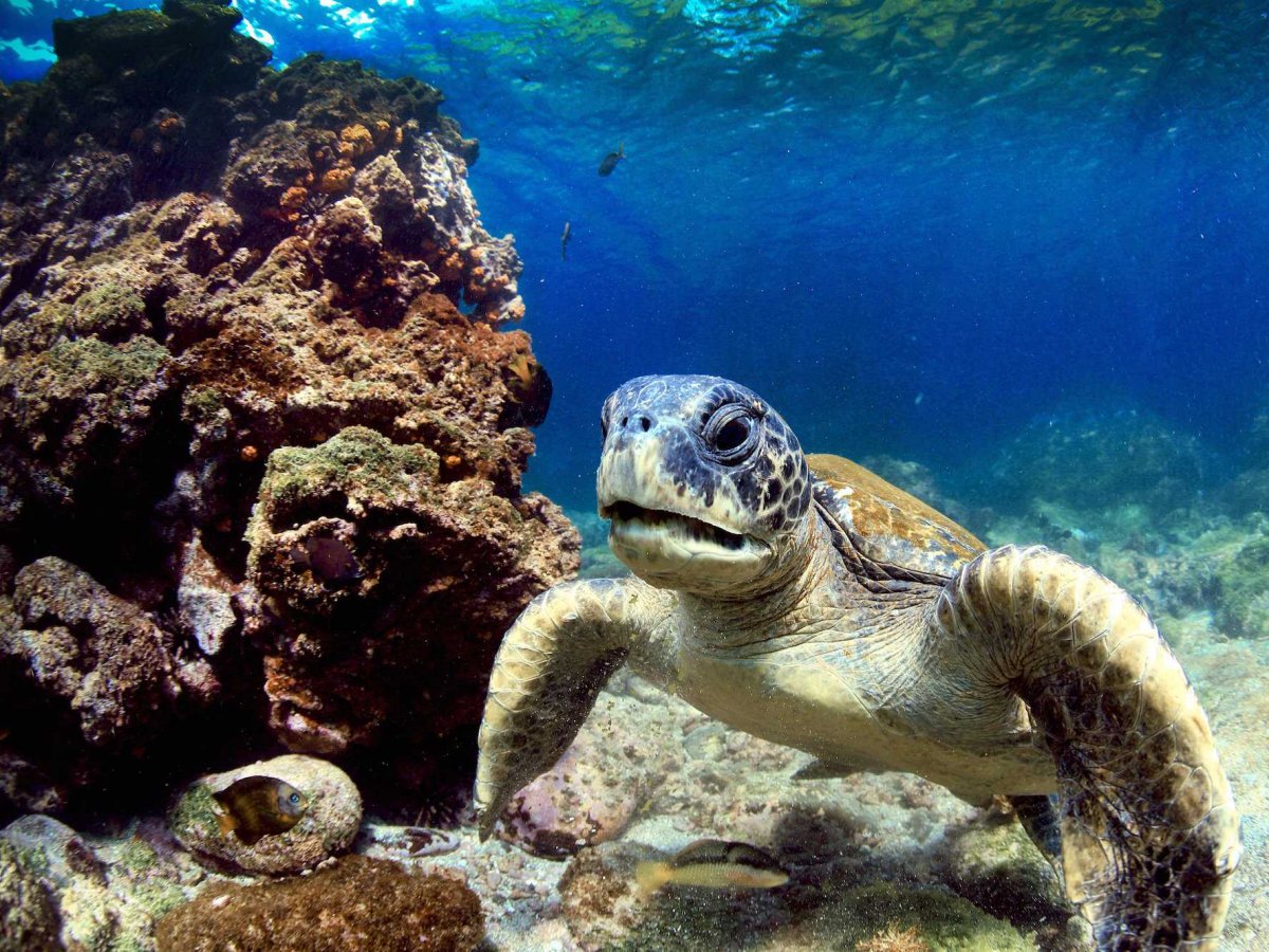 galapagos.jpg
