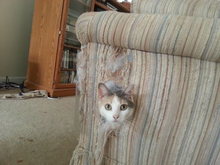 pets2.jpg