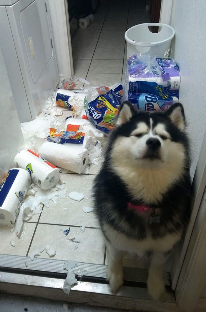 pets3.jpg