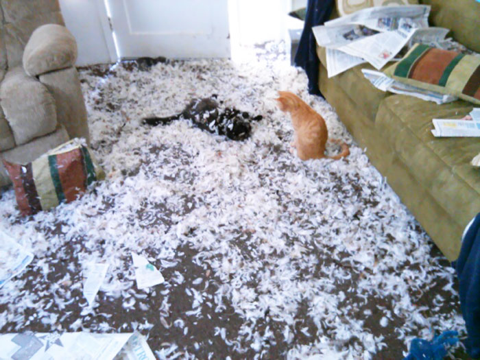 pets4.jpg