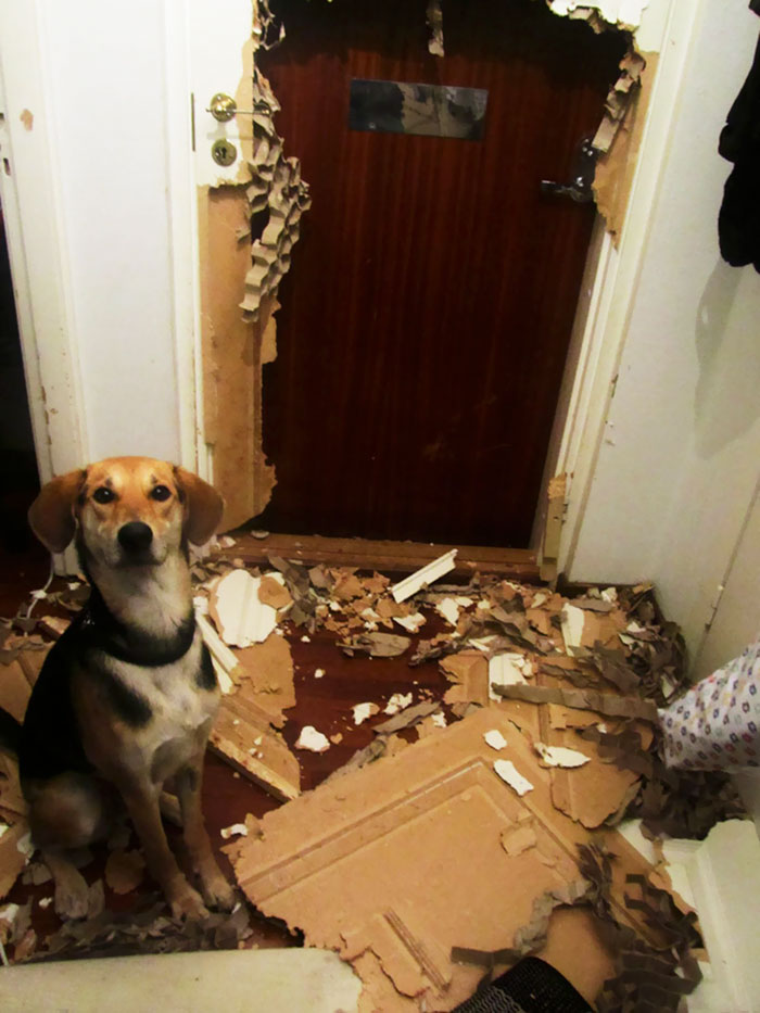 pets5.jpg