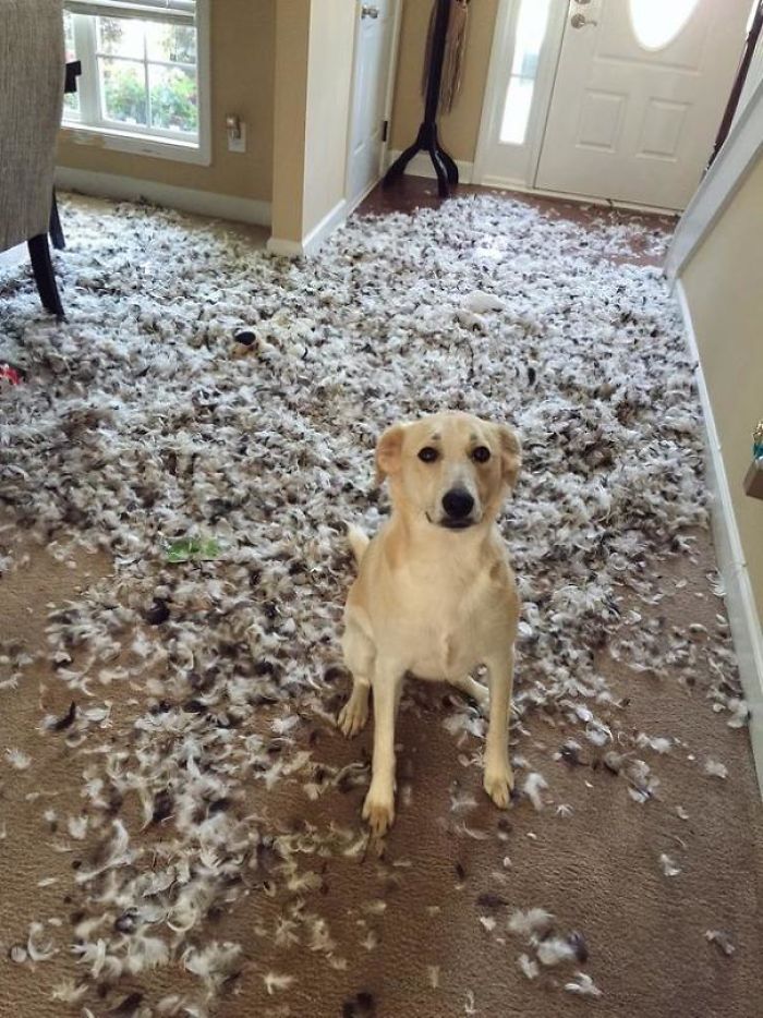 pets6.jpg