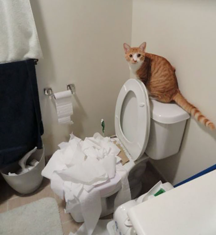 pets7.jpg