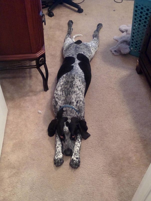 DOGGIE10
