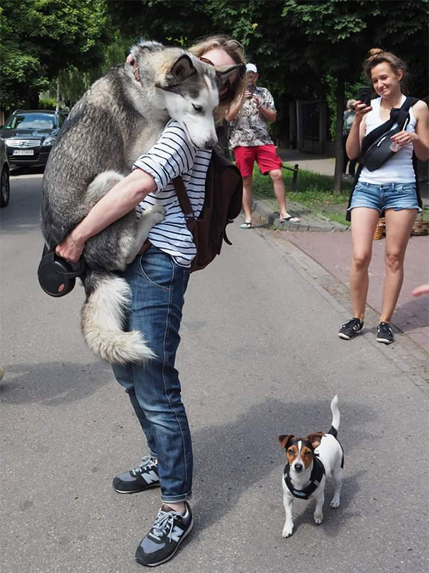 DOGGIE2