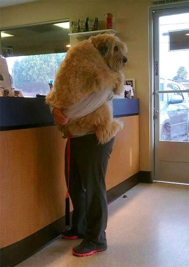DOGGIE5