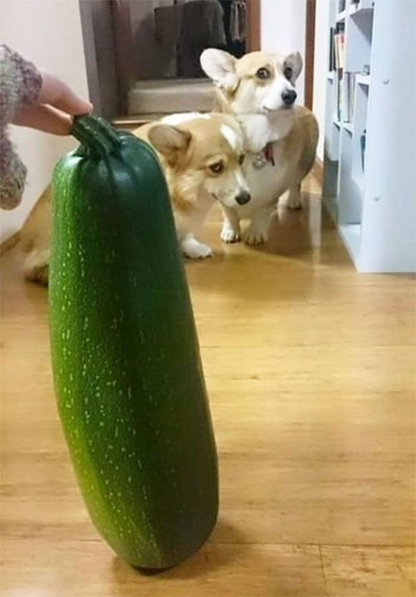 DOGGIE7