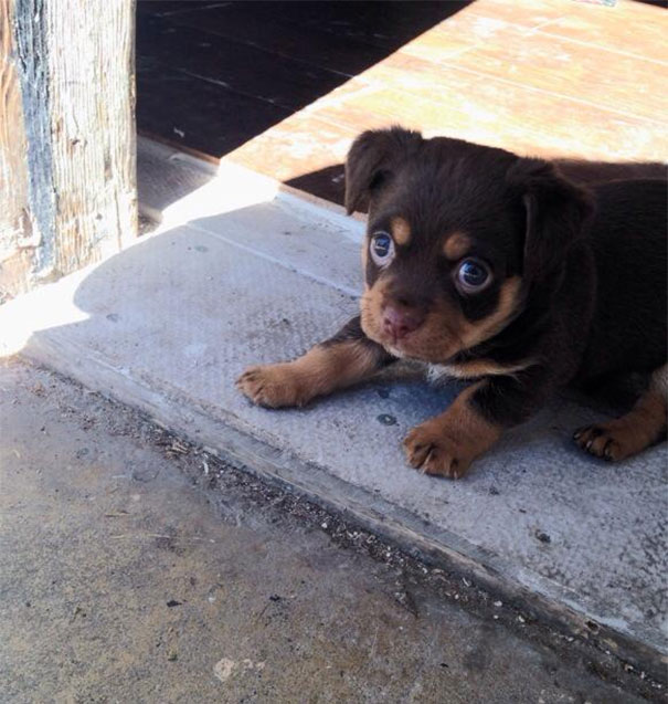 DOGGIE9