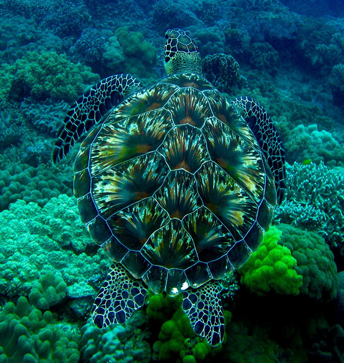animal6