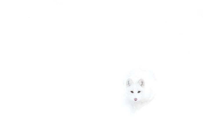 animal8