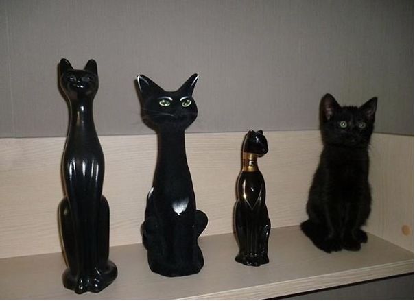 catsta