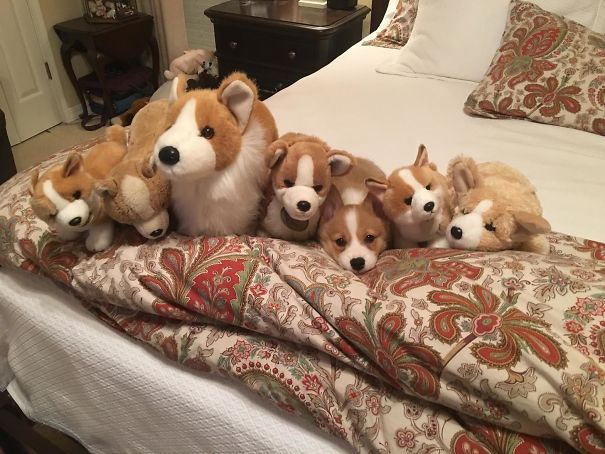 doggs