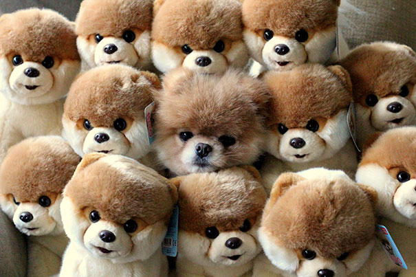 doggs1
