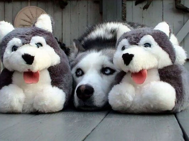 doggs2
