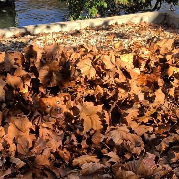 dogleaves