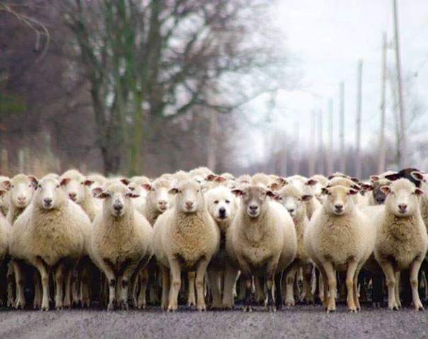 dogsheeps