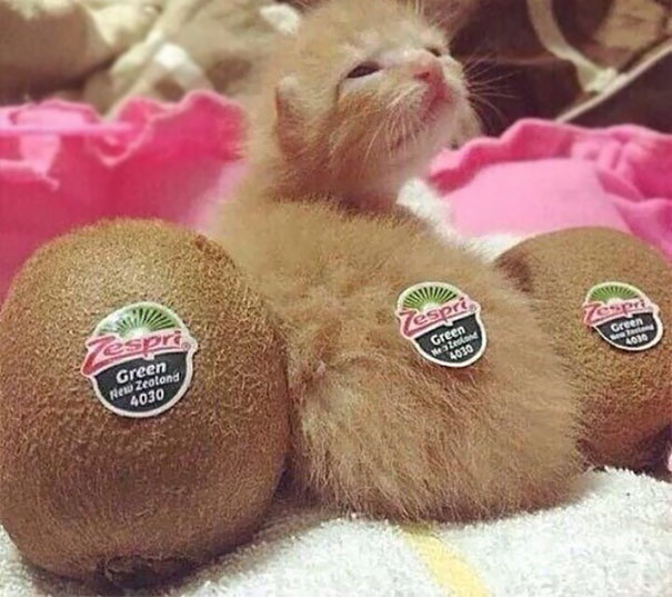 kiwi