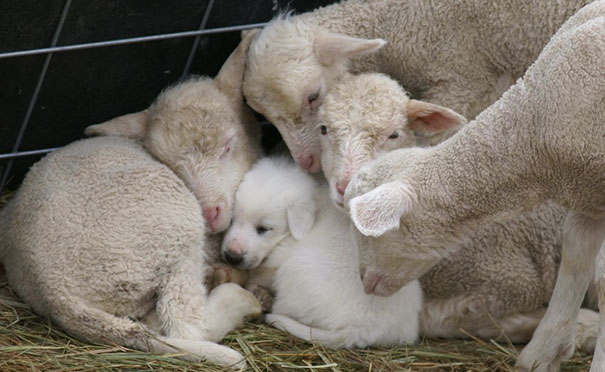 sheeps