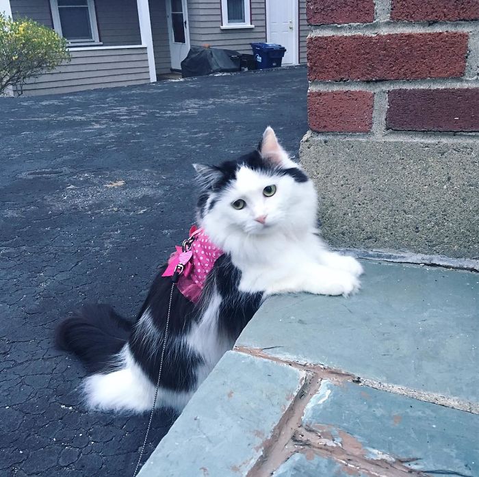 sophie