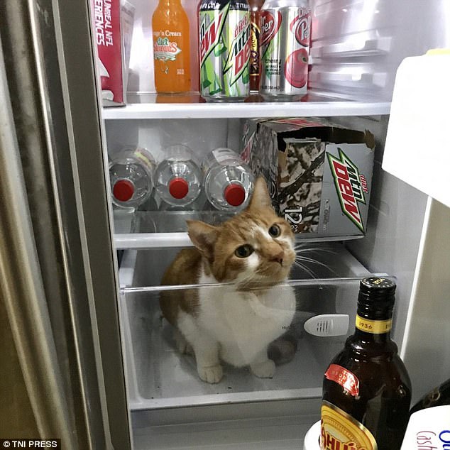 cats