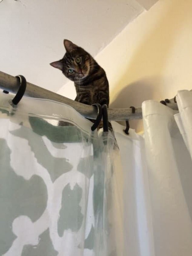 cats10