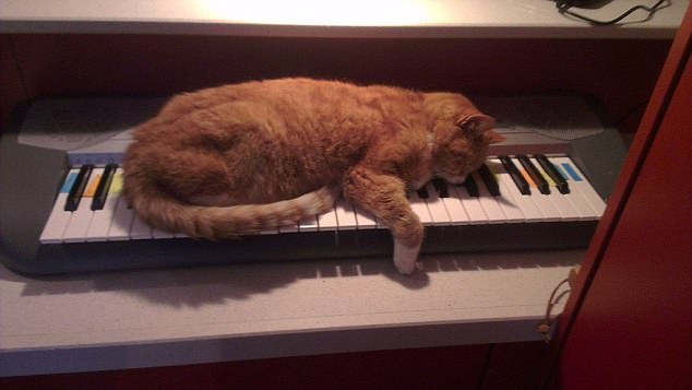 cats2