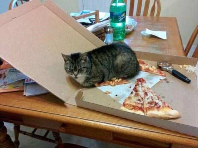 cats4