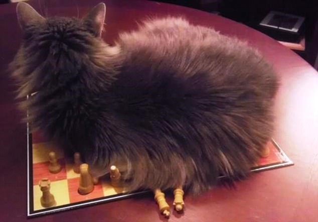 cats6