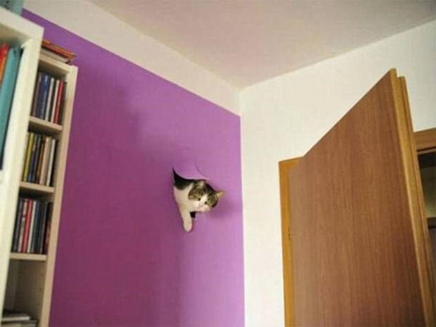 cats7