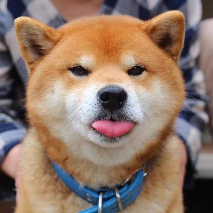 japandog