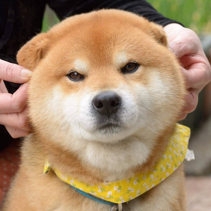 japandog1