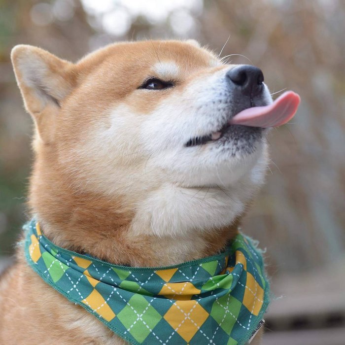 japandog10