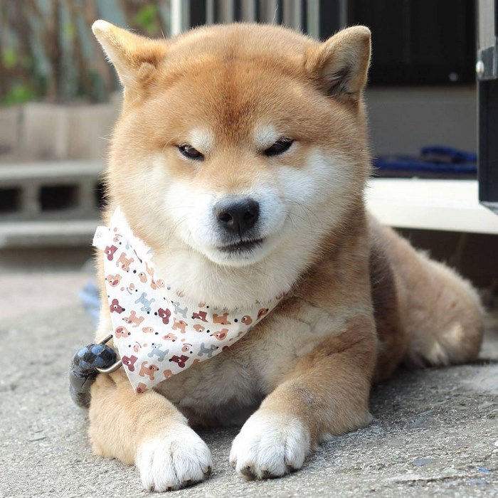 japandog11