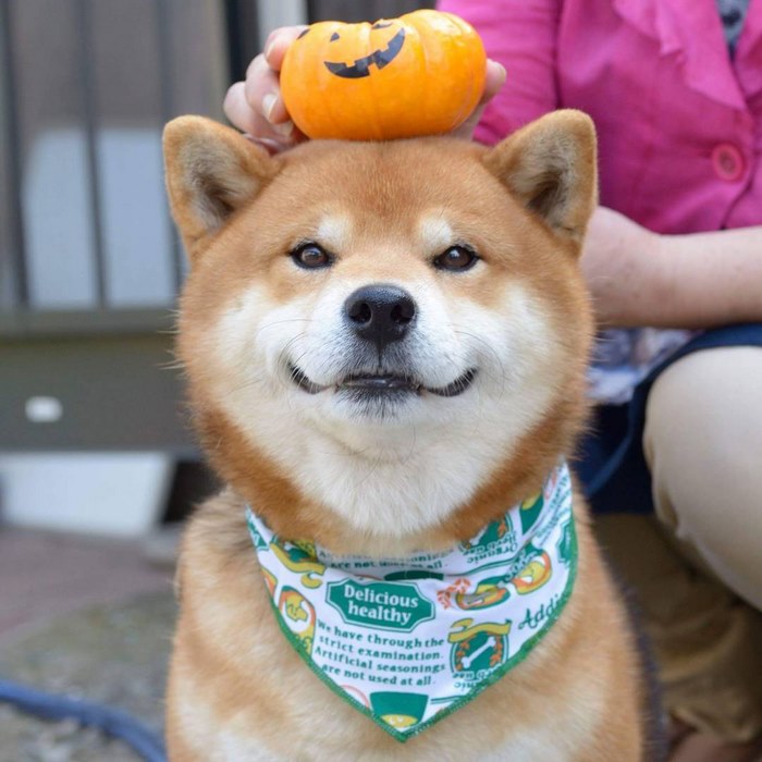 japandog14