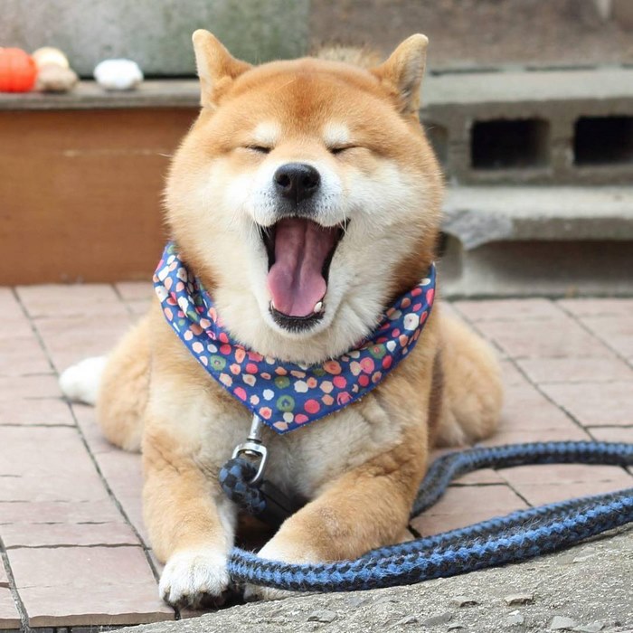 japandog16