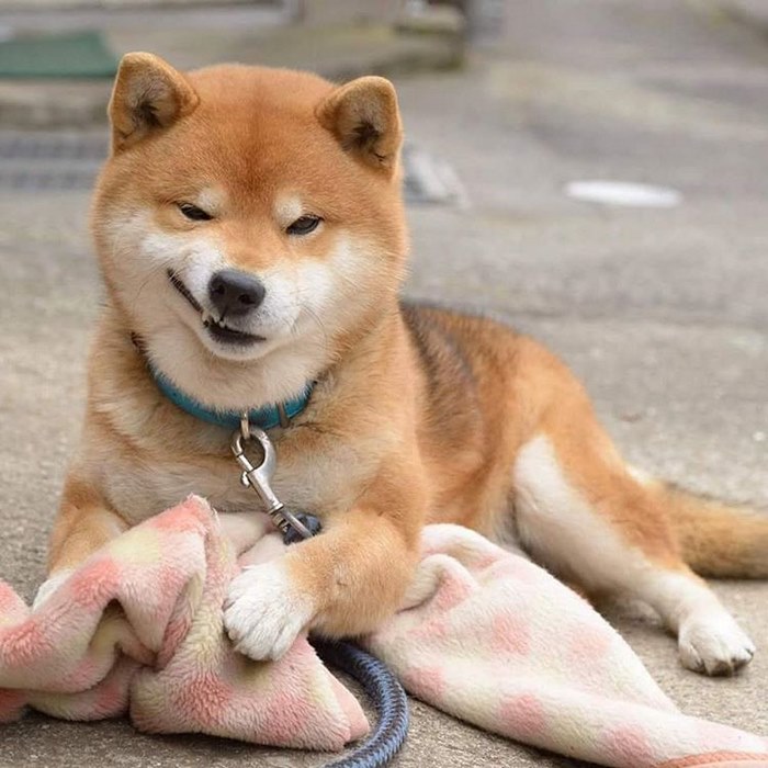 japandog2