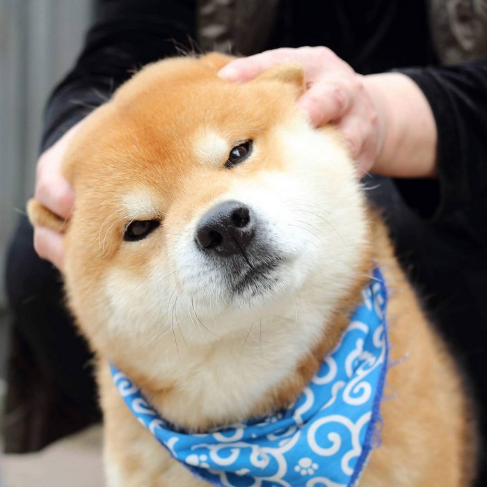 japandog3