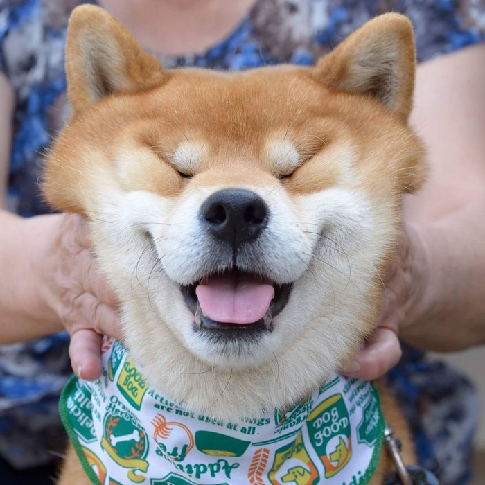 japandog4