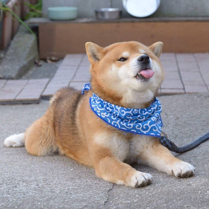 japandog5