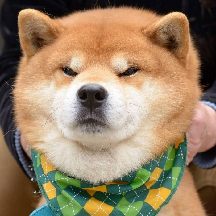 japandog6