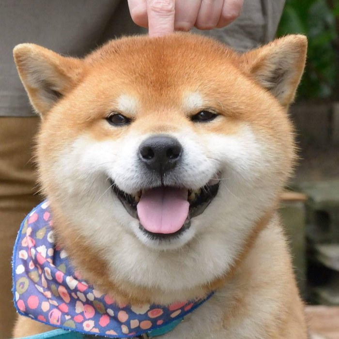 japandog7