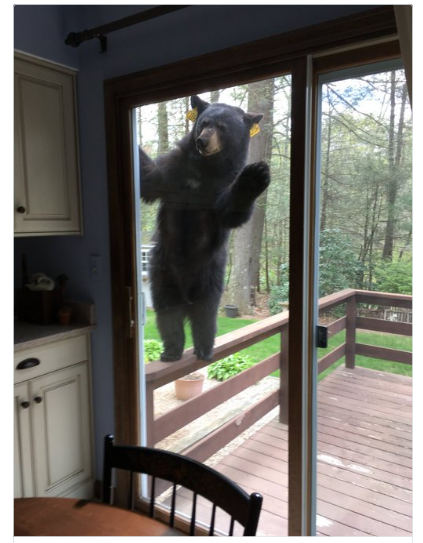 abears.png